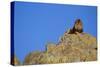 Lion on Rocks-DLILLC-Stretched Canvas