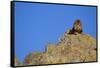 Lion on Rocks-DLILLC-Framed Stretched Canvas