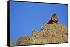 Lion on Rocks-DLILLC-Framed Stretched Canvas