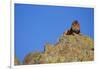 Lion on Rocks-DLILLC-Framed Photographic Print