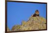 Lion on Rocks-DLILLC-Framed Photographic Print