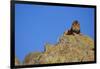 Lion on Rocks-DLILLC-Framed Photographic Print