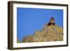 Lion on Rocks-DLILLC-Framed Photographic Print