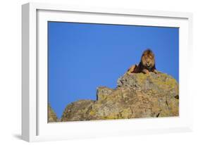 Lion on Rocks-DLILLC-Framed Photographic Print