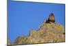 Lion on Rocks-DLILLC-Mounted Photographic Print