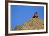 Lion on Rocks-DLILLC-Framed Photographic Print