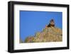 Lion on Rocks-DLILLC-Framed Photographic Print