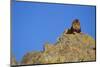 Lion on Rocks-DLILLC-Mounted Photographic Print