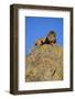 Lion on Rocks-DLILLC-Framed Photographic Print