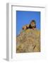 Lion on Rocks-DLILLC-Framed Photographic Print