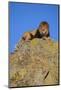 Lion on Rocks-DLILLC-Mounted Photographic Print