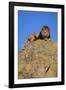 Lion on Rocks-DLILLC-Framed Photographic Print