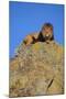 Lion on Rocks-DLILLC-Mounted Photographic Print