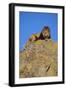 Lion on Rocks-DLILLC-Framed Photographic Print