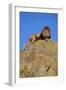 Lion on Rocks-DLILLC-Framed Photographic Print