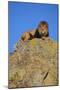 Lion on Rocks-DLILLC-Mounted Photographic Print