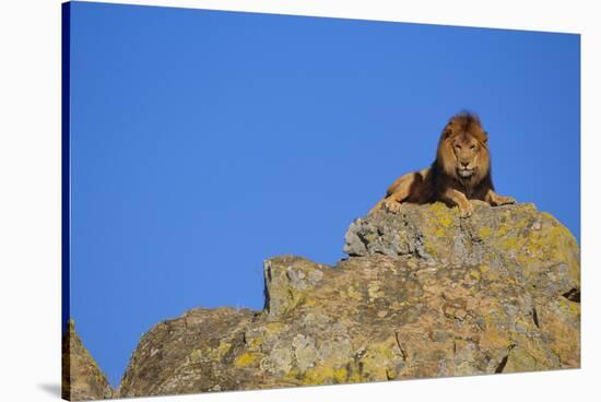 Lion on Rocks-DLILLC-Stretched Canvas