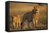 Lion on Savanna at Sunrise-Paul Souders-Framed Stretched Canvas