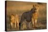 Lion on Savanna at Sunrise-Paul Souders-Stretched Canvas