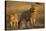 Lion on Savanna at Sunrise-Paul Souders-Stretched Canvas