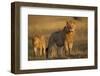 Lion on Savanna at Sunrise-Paul Souders-Framed Photographic Print