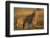 Lion on Savanna at Sunrise-Paul Souders-Framed Photographic Print