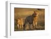 Lion on Savanna at Sunrise-Paul Souders-Framed Photographic Print