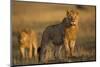Lion on Savanna at Sunrise-Paul Souders-Mounted Photographic Print