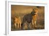 Lion on Savanna at Sunrise-Paul Souders-Framed Photographic Print