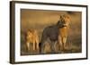 Lion on Savanna at Sunrise-Paul Souders-Framed Photographic Print