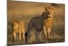 Lion on Savanna at Sunrise-Paul Souders-Mounted Photographic Print