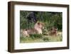 Lion Pack at Etosha National Park-Circumnavigation-Framed Photographic Print