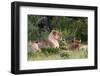 Lion Pack at Etosha National Park-Circumnavigation-Framed Photographic Print