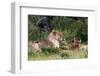 Lion Pack at Etosha National Park-Circumnavigation-Framed Photographic Print