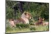 Lion Pack at Etosha National Park-Circumnavigation-Mounted Photographic Print