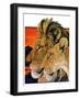 "Lion Pair,"April 27, 1929-Paul Bransom-Framed Giclee Print