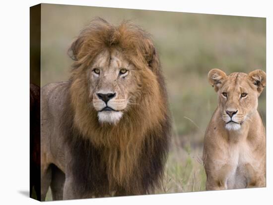 Lion Pair (Panthera Leo), Masai Mara National Reserve, Kenya, East Africa, Africa-Sergio Pitamitz-Stretched Canvas