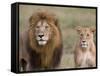 Lion Pair (Panthera Leo), Masai Mara National Reserve, Kenya, East Africa, Africa-Sergio Pitamitz-Framed Stretched Canvas