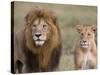 Lion Pair (Panthera Leo), Masai Mara National Reserve, Kenya, East Africa, Africa-Sergio Pitamitz-Stretched Canvas