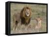 Lion Pair (Panthera Leo), Masai Mara National Reserve, Kenya, East Africa, Africa-Sergio Pitamitz-Framed Stretched Canvas