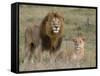 Lion Pair (Panthera Leo), Masai Mara National Reserve, Kenya, East Africa, Africa-Sergio Pitamitz-Framed Stretched Canvas