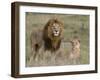 Lion Pair (Panthera Leo), Masai Mara National Reserve, Kenya, East Africa, Africa-Sergio Pitamitz-Framed Photographic Print