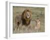 Lion Pair (Panthera Leo), Masai Mara National Reserve, Kenya, East Africa, Africa-Sergio Pitamitz-Framed Photographic Print