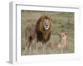 Lion Pair (Panthera Leo), Masai Mara National Reserve, Kenya, East Africa, Africa-Sergio Pitamitz-Framed Photographic Print