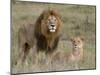 Lion Pair (Panthera Leo), Masai Mara National Reserve, Kenya, East Africa, Africa-Sergio Pitamitz-Mounted Photographic Print