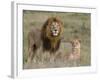 Lion Pair (Panthera Leo), Masai Mara National Reserve, Kenya, East Africa, Africa-Sergio Pitamitz-Framed Photographic Print