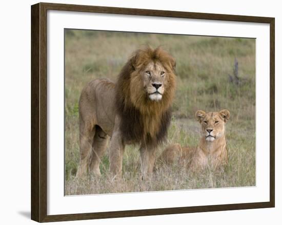 Lion Pair (Panthera Leo), Masai Mara National Reserve, Kenya, East Africa, Africa-Sergio Pitamitz-Framed Photographic Print