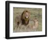 Lion Pair (Panthera Leo), Masai Mara National Reserve, Kenya, East Africa, Africa-Sergio Pitamitz-Framed Photographic Print