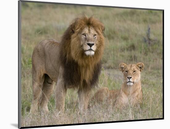 Lion Pair (Panthera Leo), Masai Mara National Reserve, Kenya, East Africa, Africa-Sergio Pitamitz-Mounted Photographic Print