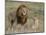 Lion Pair (Panthera Leo), Masai Mara National Reserve, Kenya, East Africa, Africa-Sergio Pitamitz-Mounted Photographic Print
